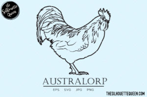 Australorp Chicken Rooster svg, hand sketched, hand drawn, cut files